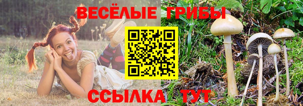 Псилоцибиновые грибы Psilocybine cubensis  Вход с VPN  Галлюциногенные грибы GOLDEN TEACHER  Нижнеудинск 